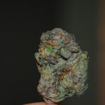 cannabis stock photography